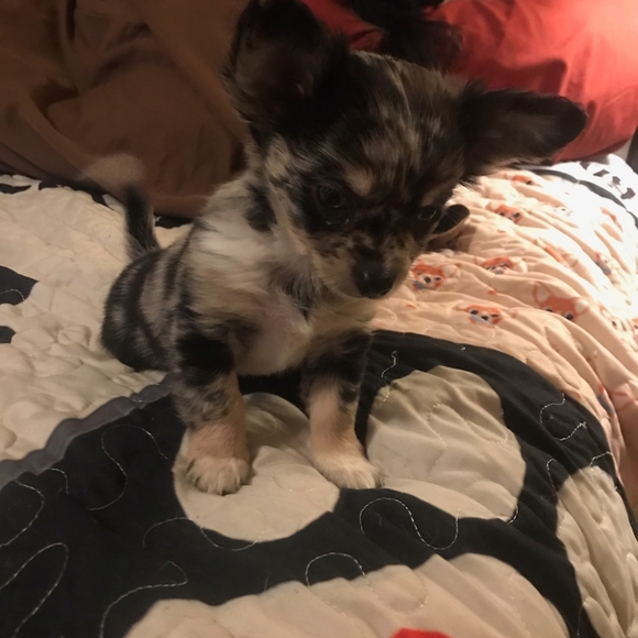 Gracie - Picture 3 of 4